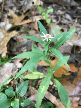 Image of white panicle aster