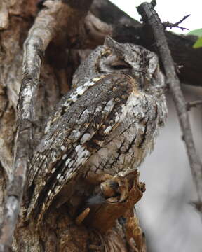 Imagem de Otus senegalensis senegalensis (Swainson 1837)