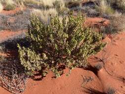 Image of Eremophila willsii F. Muell.