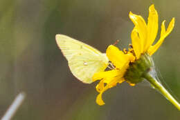 Image of Orange Sulphur