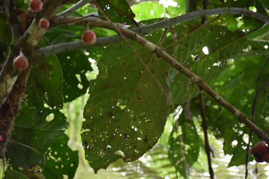 Image of Siparuna aspera (Ruiz & Pav.) A. DC.