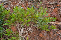 Image of Acacia spirorbis Labill.