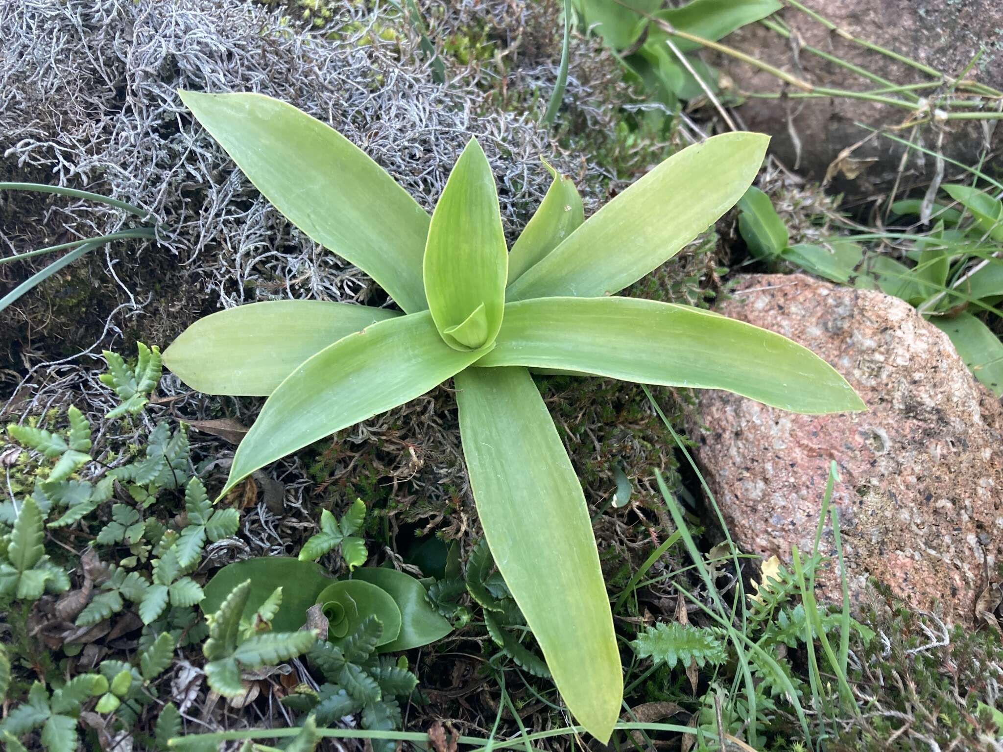 Image of succulent spiderwort