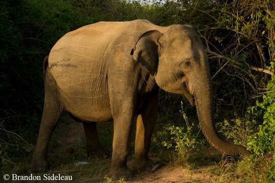 Image of Sri Lankan elephant