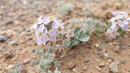 Imagem de Dontostemon crassifolius (Bunge ex Turcz.) Bunge ex Maxim.