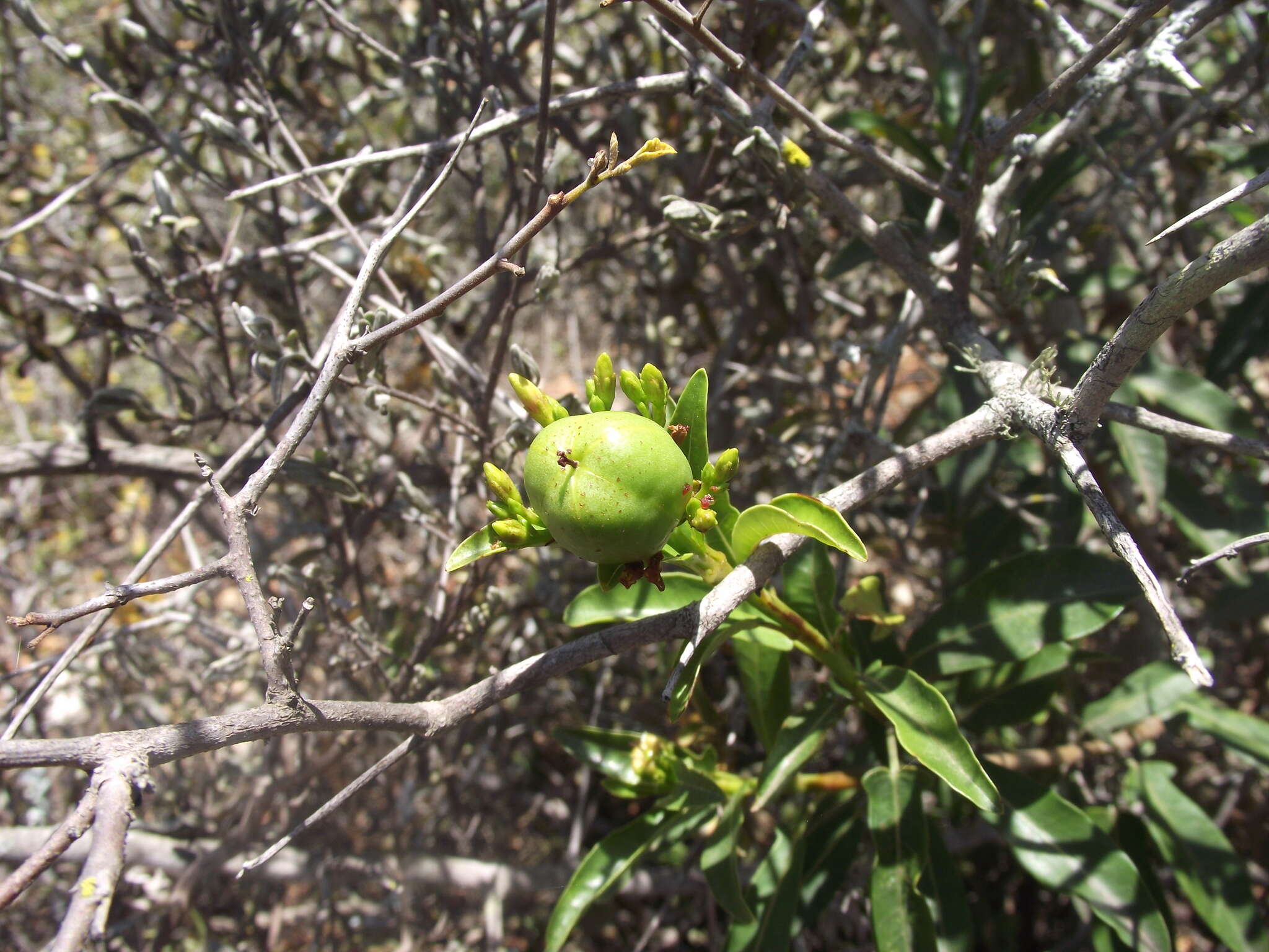 Image of Jatropha capensis (L. fil.) Sond.