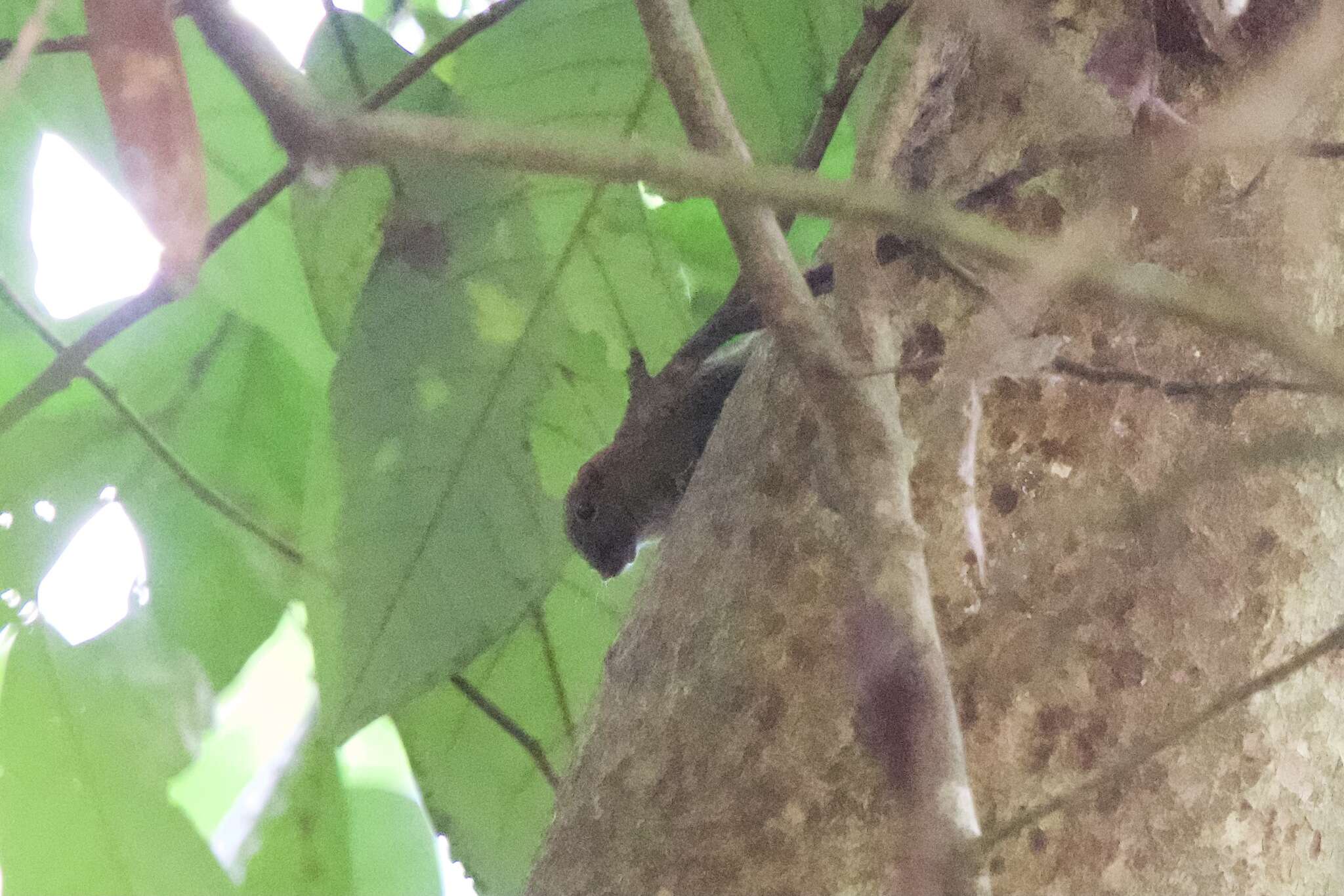 Image of Asian pygmy squirrel