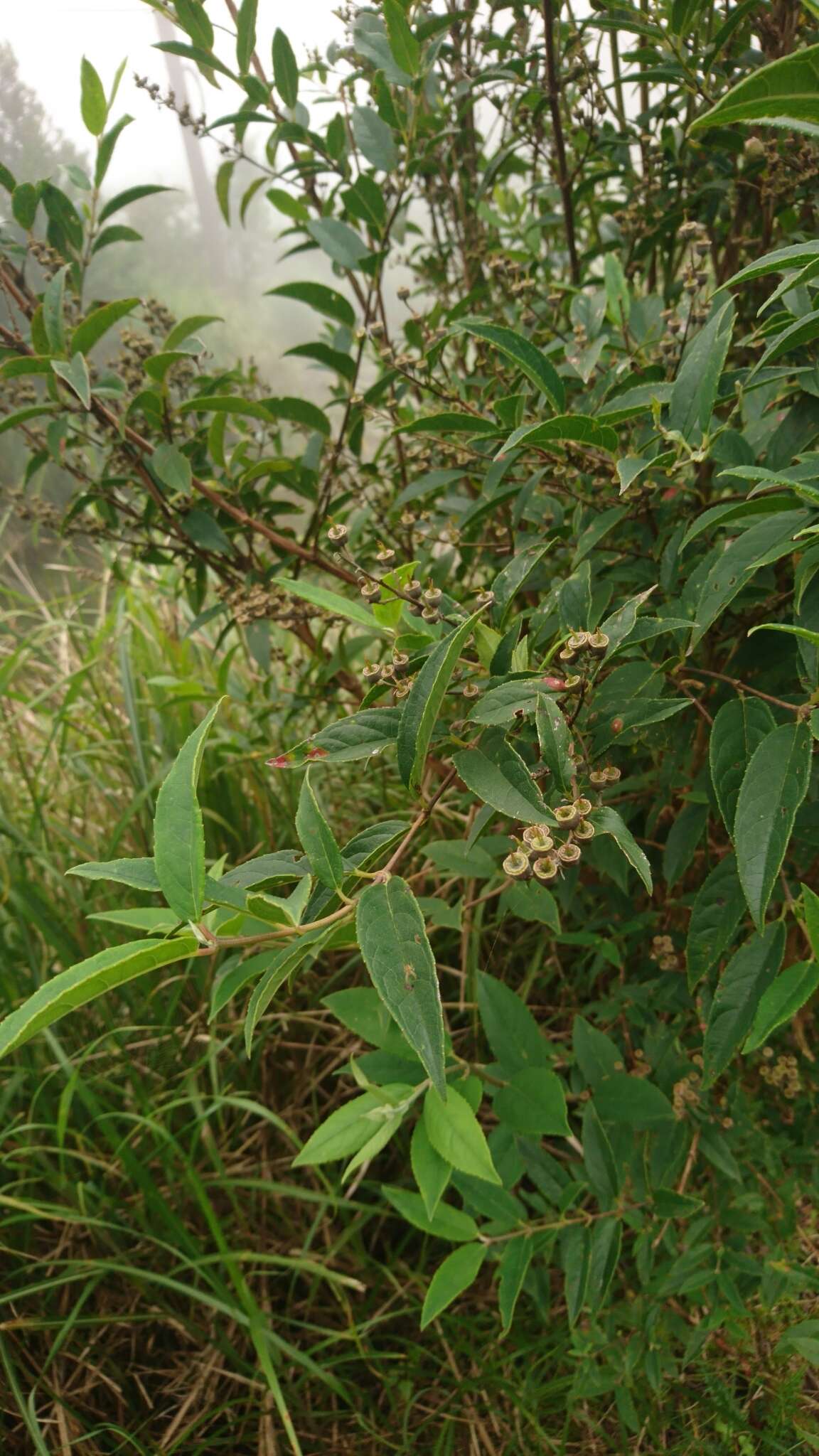 Image of Deutzia pulchra S. Vidal