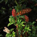 Sivun <i>Weinmannia trianae</i> Wedd. kuva
