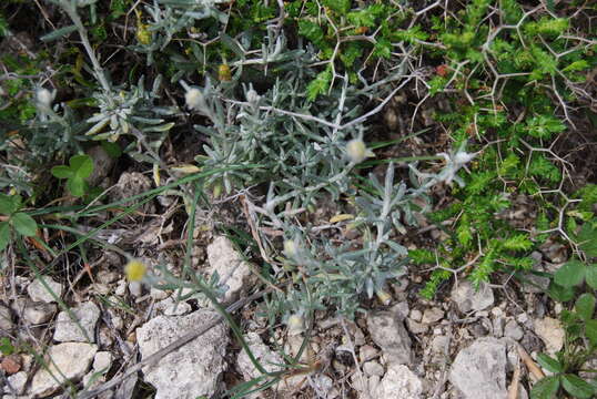 Image of Helichrysum stoechas subsp. barrelieri (Ten.) Nym.