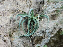 Image of Agave chrysoglossa I. M. Johnst.