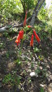 Image of Bessera tenuiflora (Greene) J. F. Macbr.