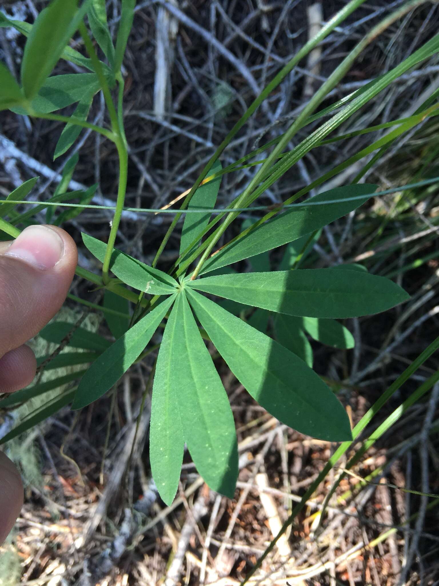 Image of broadleaf lupine