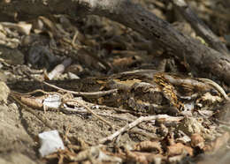 Image of Red-necked Nightjar