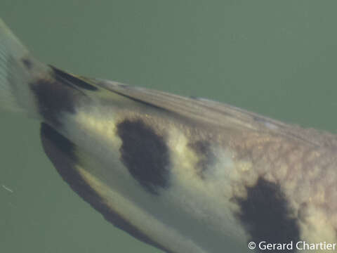 Image of Sevenspot archerfish