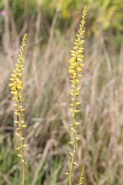 Image of yellow colicroot