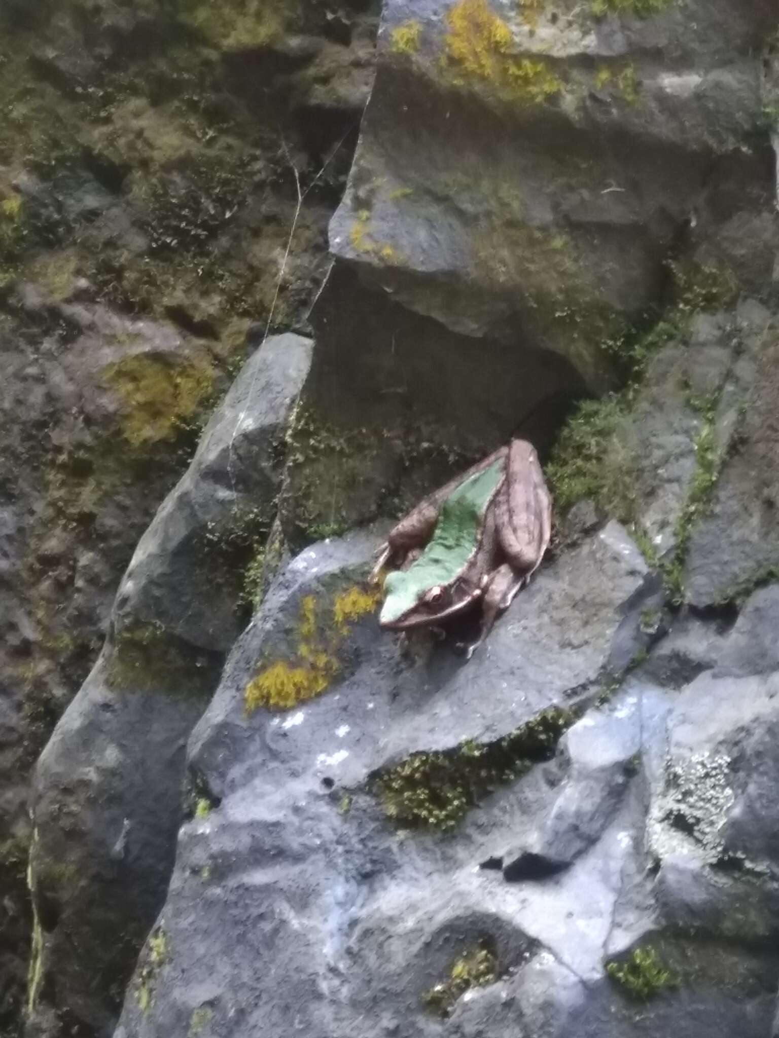 Image of Chloronate Huia Frog