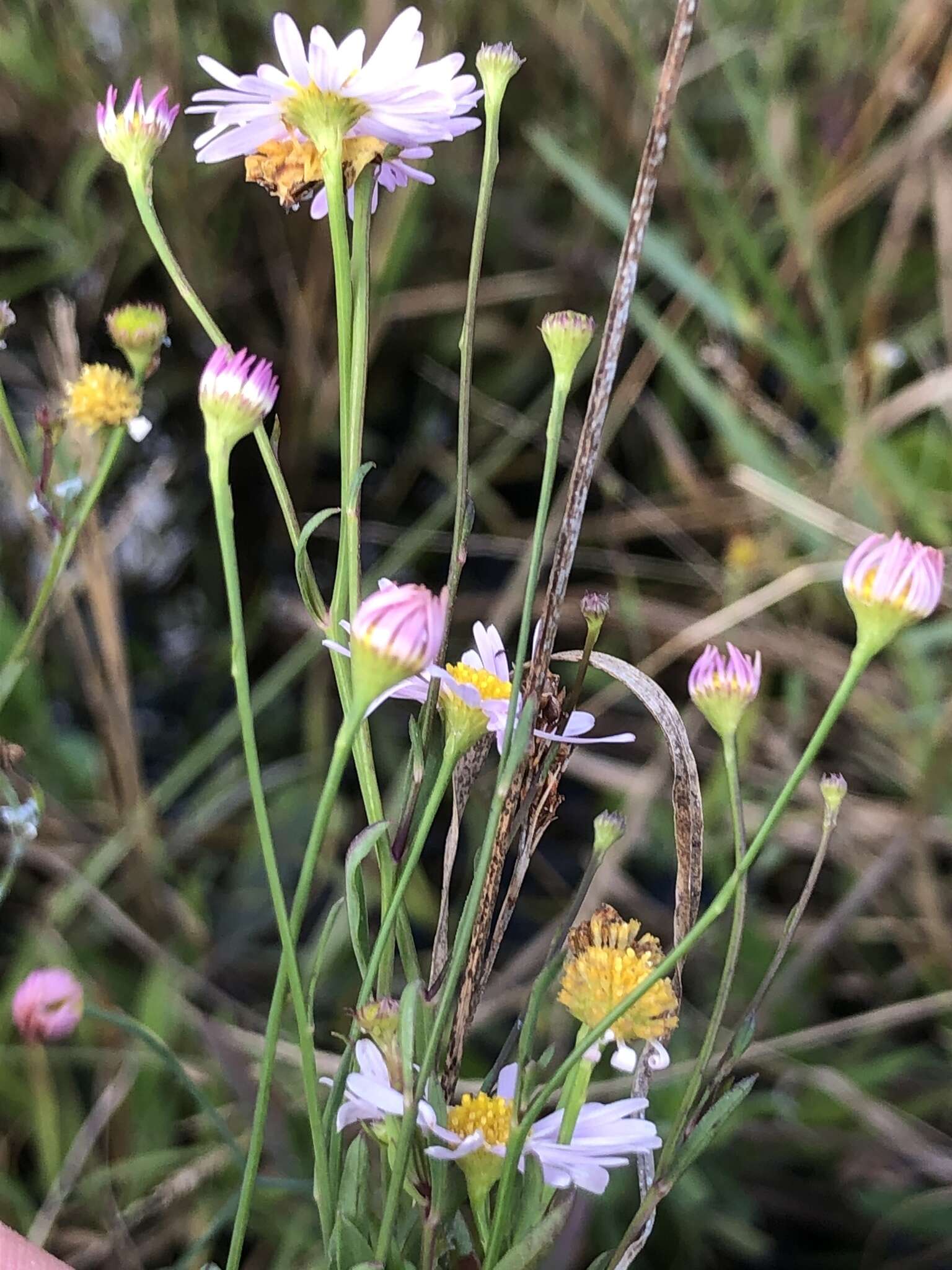 Image of Small-Head Doll's Daisy