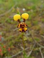 Plancia ëd Diuris laxiflora Lindl.