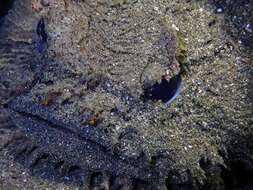 Image of Blotchtail toadfish