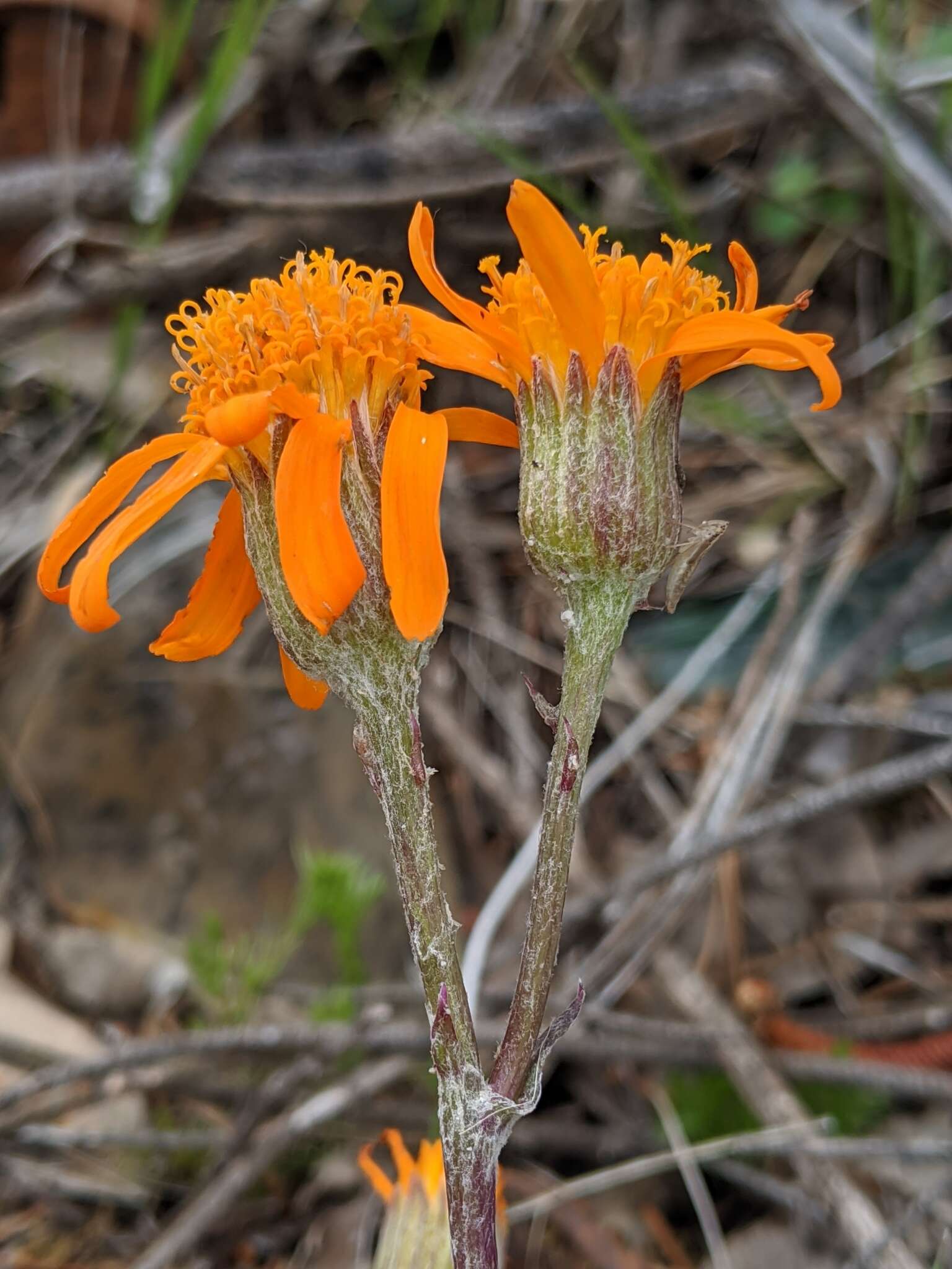 Image of flame ragwort