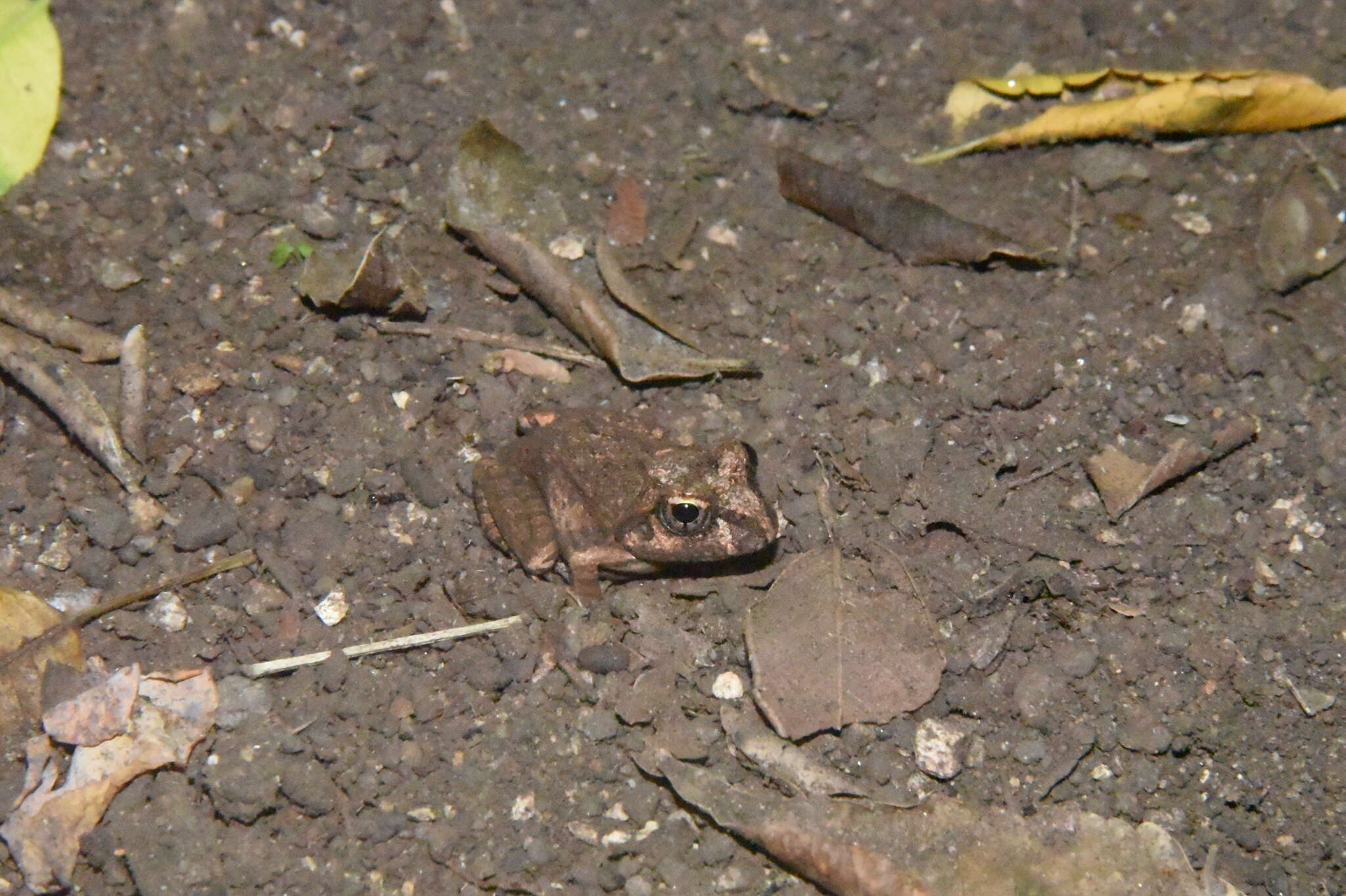 Image of Laliostoma Glaw, Vences & Böhme 1998