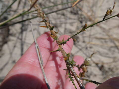 Wahlenbergia adpressa (L. fil.) Sond. resmi