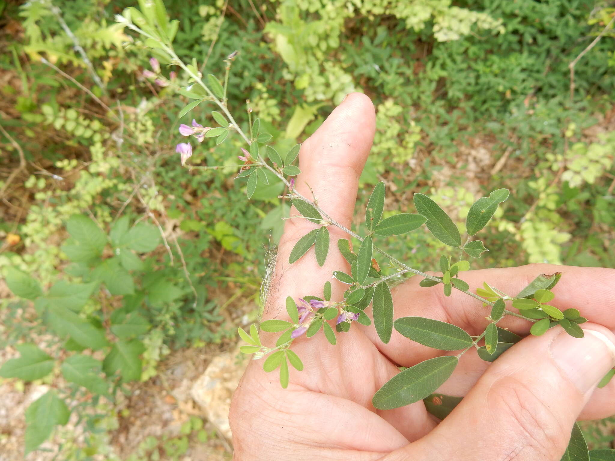 Слика од Lespedeza texana Britton