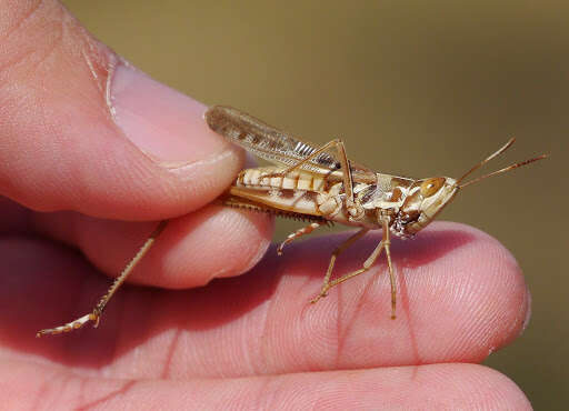 Image of Admirable Grasshopper