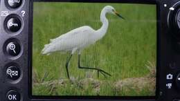 Image of Intermediate Egret