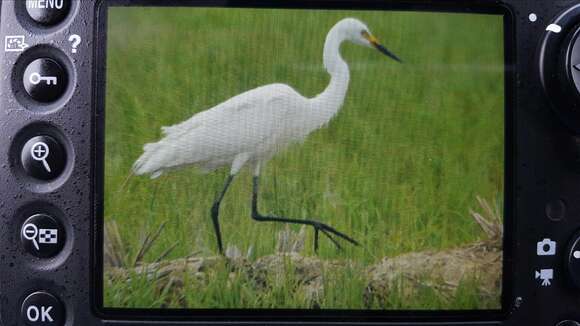 Imagem de Ardea intermedia Wagler 1829