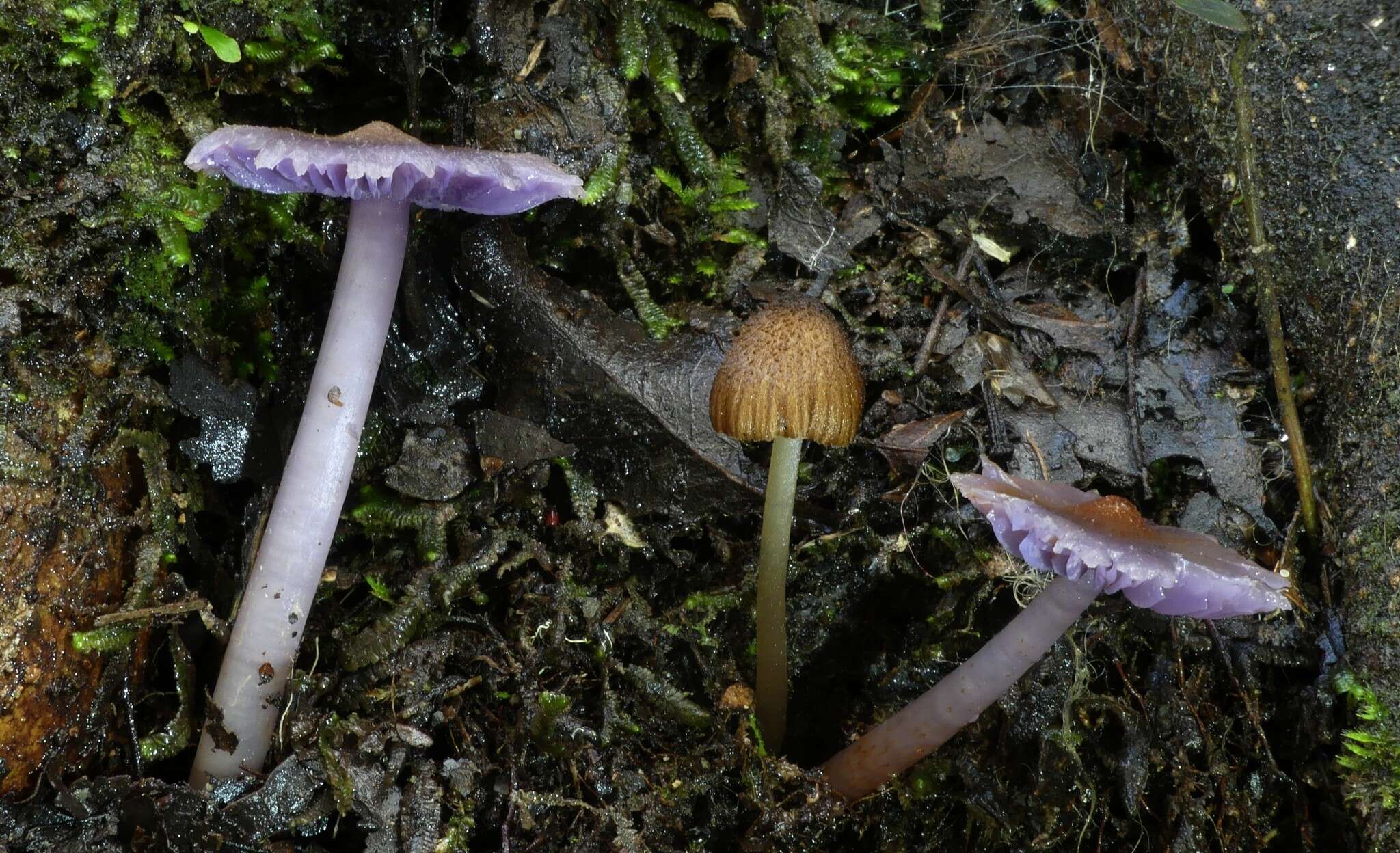 Sivun Porpolomopsis lewelliniae (Kalchbr.) Lodge, Padamsee & S. A. Cantrell 2013 kuva