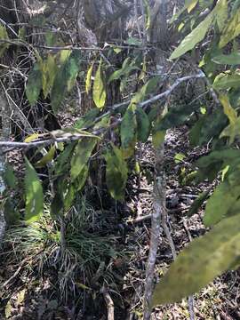 Image of buckthorn bully