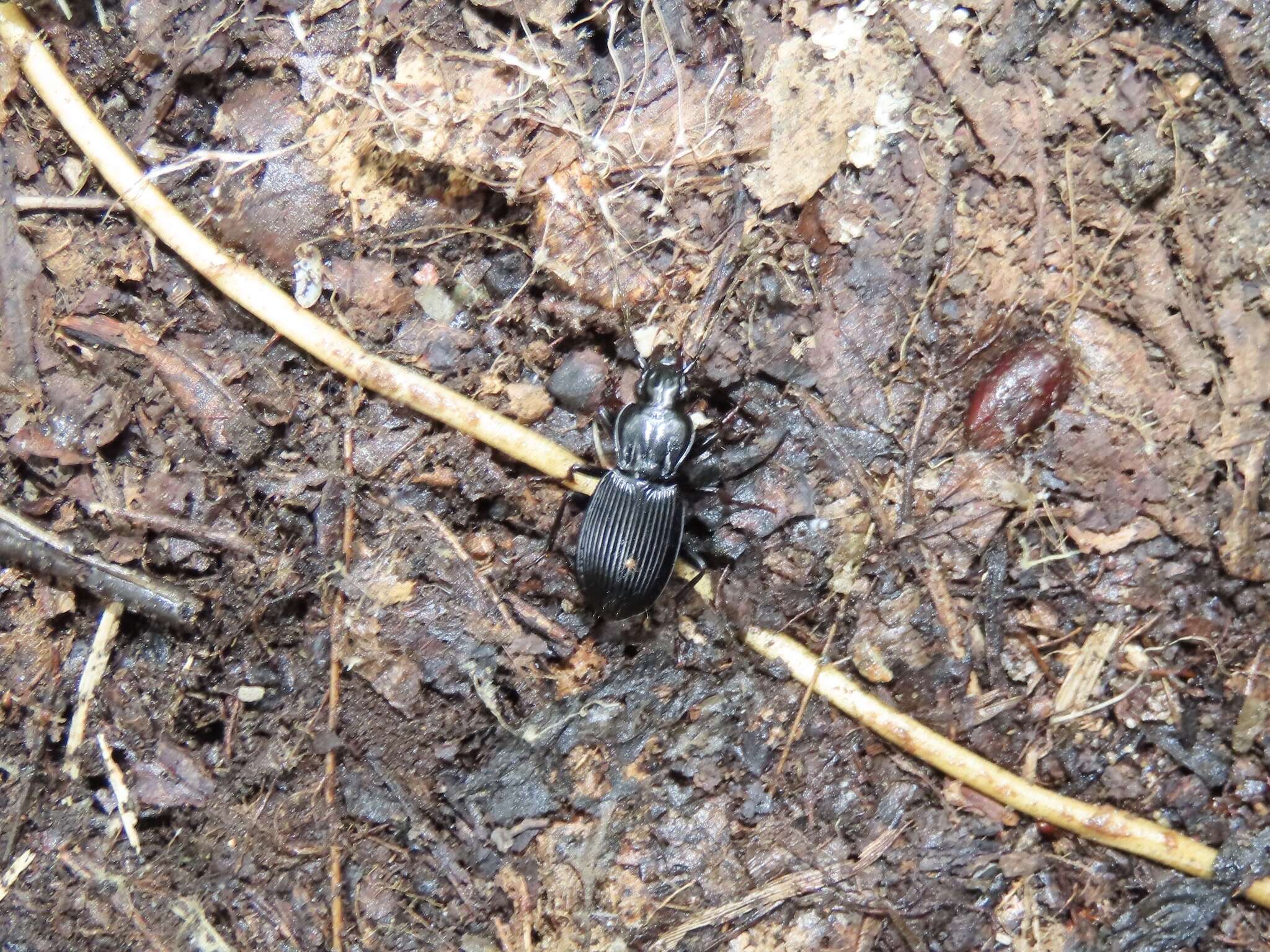 صورة Pterostichus (Petrophilus) lachrymosus (Newman 1838)