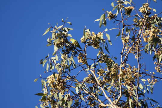 Image of Little Lorikeet