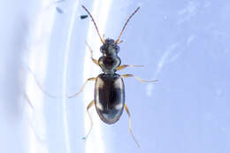 Imagem de Bembidion (Bembidion) quadrimaculatum (Linnaeus 1760)