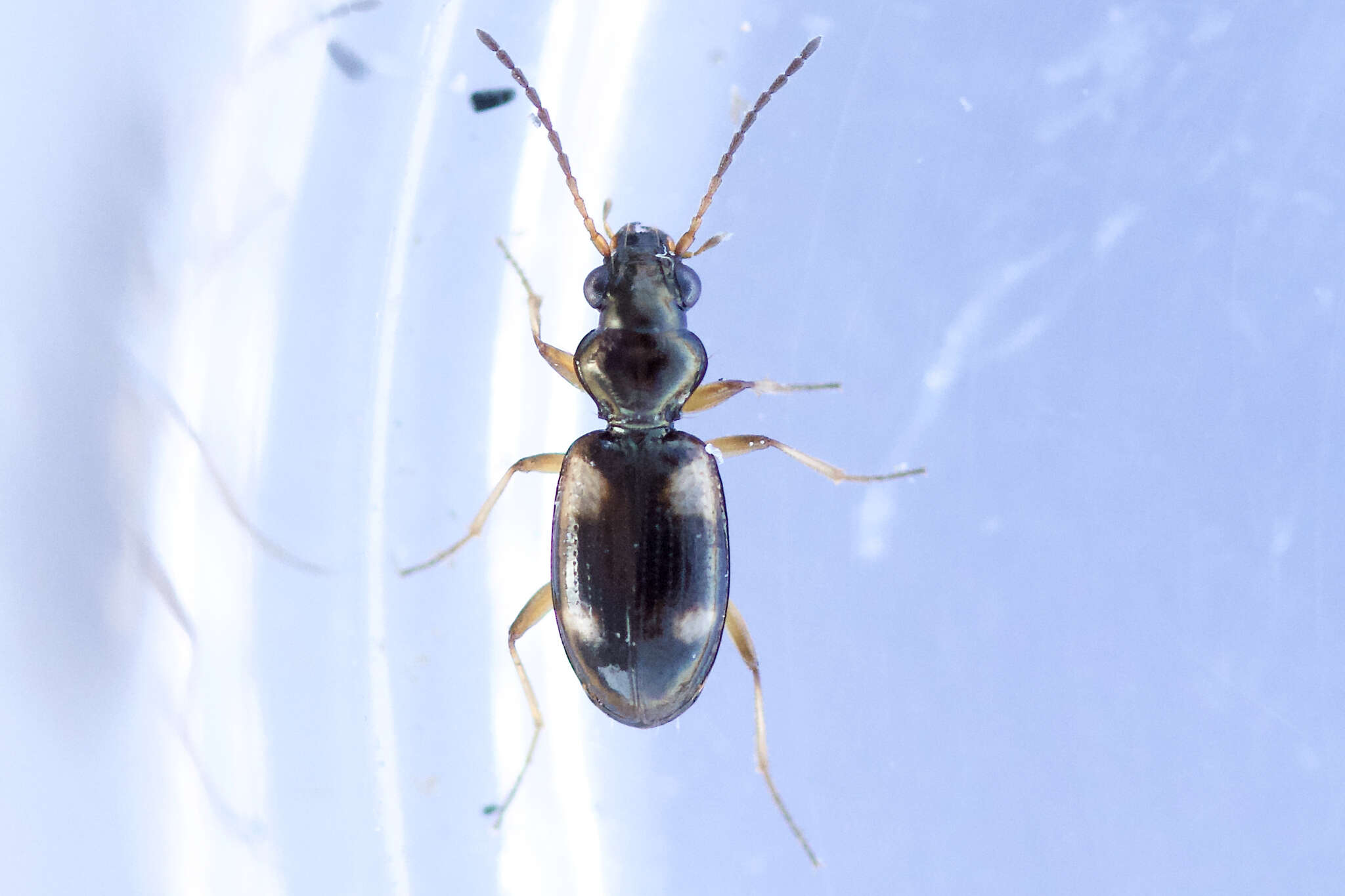 Imagem de Bembidion (Bembidion) quadrimaculatum (Linnaeus 1760)