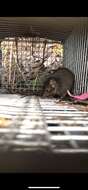 Image of Little Tasmanian Marsupial-mouse