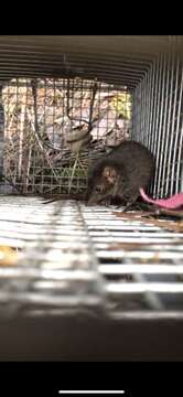 صورة Antechinus minimus (É. Geoffroy Saint-Hilaire 1803)