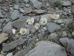 Image of arctic poppy