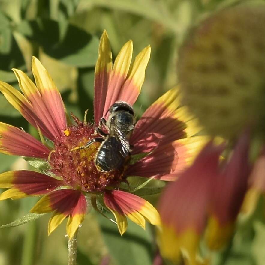Osmia texana Cresson 1872的图像