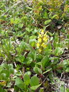 Image of Oeder's lousewort