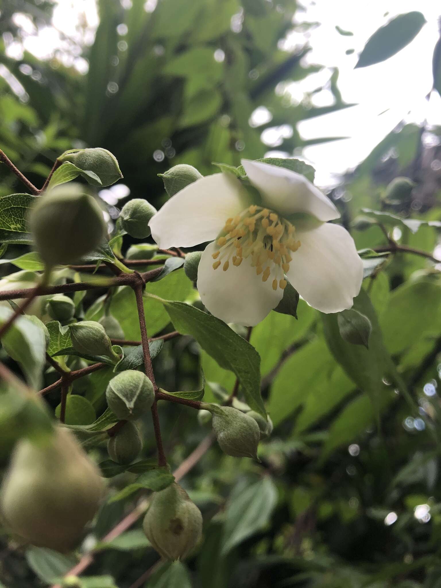 Image of Philadelphus mexicanus Schltdl.