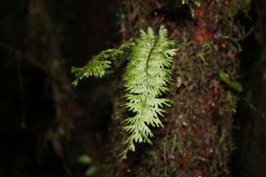 Image of Hymenophyllum pectinatum Cav.