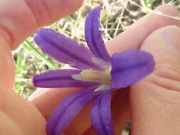 Sivun Brodiaea elegans subsp. hooveri Niehaus kuva