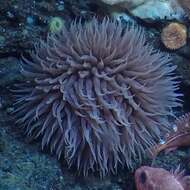 Image of Pom-pom anemone