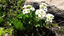 Image of Cardamine cordata Barnéoud