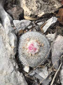 Image of Epithelantha unguispina