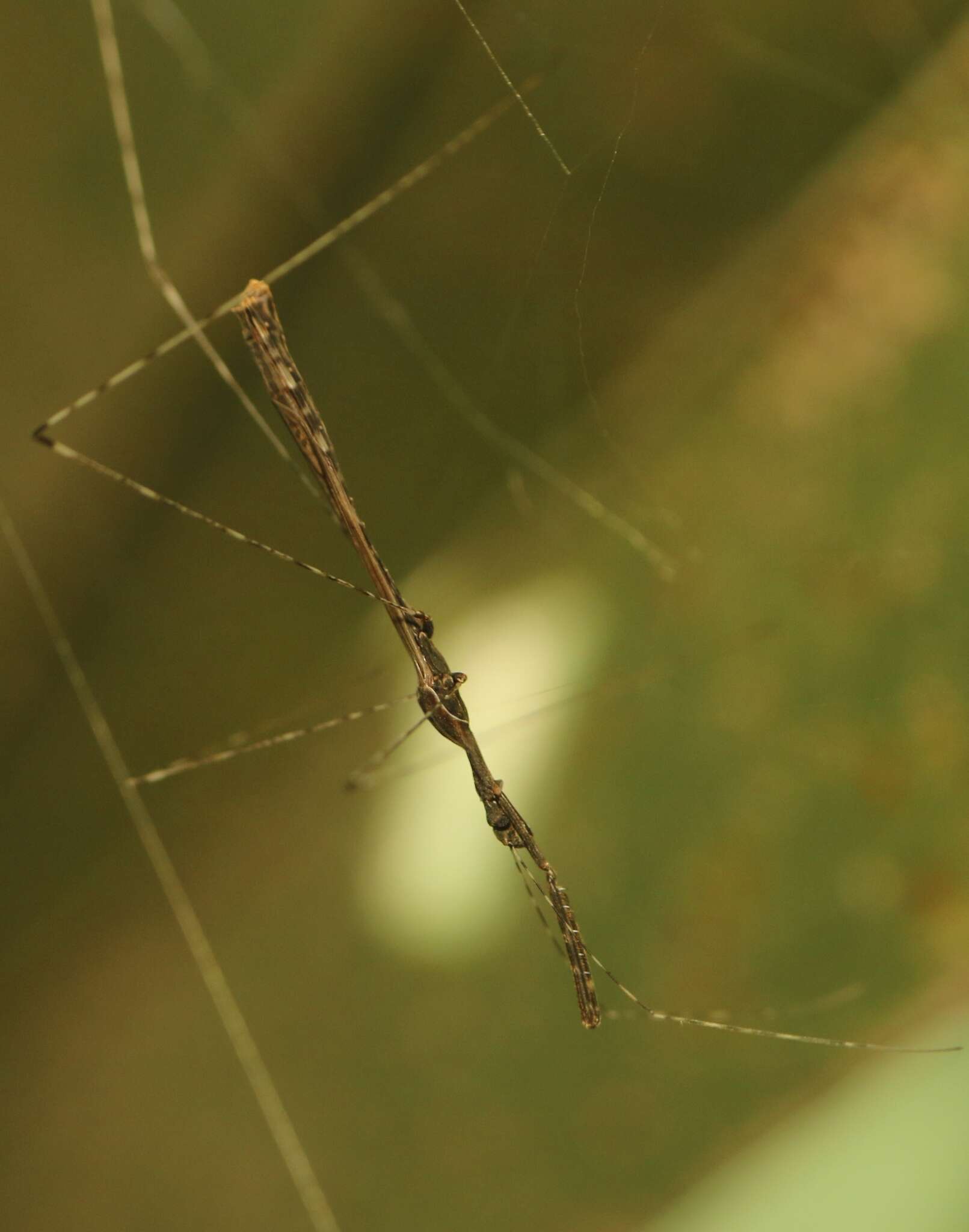 Image of Eugubinus reticolus Distant 1915