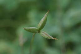 Image of Thalictrum macrocarpum Gren.